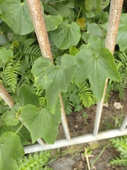 Trichosanthes pilosa