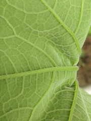 Trichosanthes pilosa