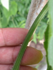 Trichosanthes pilosa