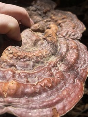 Ganoderma zonatum