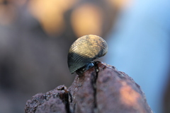 Nerita scabricosta