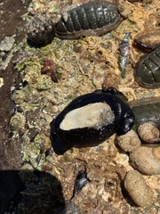 Scutus antipodes