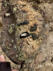 Scutus antipodes
