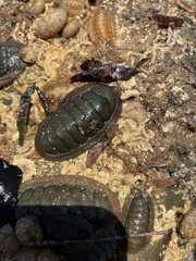 Ischnochiton australis