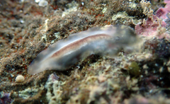 Acotylea