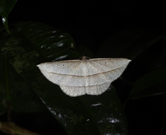 Heteralex rectilineata