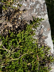 Selaginella caffrorum