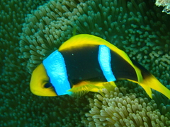 Amphiprion chrysopterus