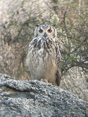 Bubo bengalensis