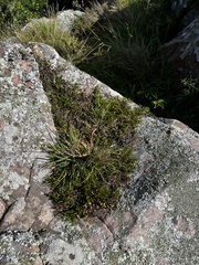 Selaginella caffrorum
