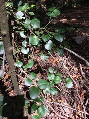 Carissa bispinosa