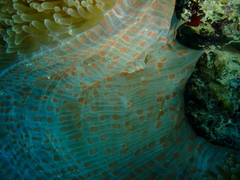 Stichodactyla mertensii