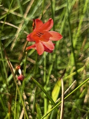 Tritonia disticha