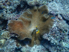 Stichodactyla mertensii