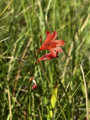 Tritonia disticha