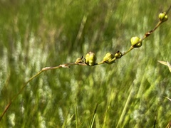 Tritonia disticha