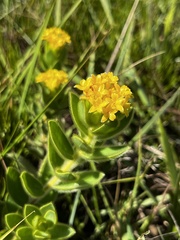 Lasiosiphon anthylloides