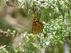 Heteronympha paradelpha