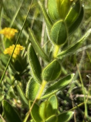 Lasiosiphon anthylloides