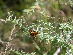 Heteronympha paradelpha