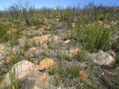 Bobartia macrospatha