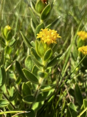 Lasiosiphon anthylloides