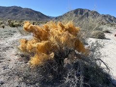 Cuscuta psorothamnensis