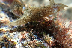 Stylocheilus striatus
