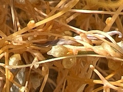 Cuscuta psorothamnensis