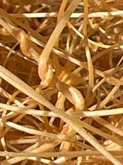 Cuscuta psorothamnensis