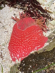 Cribrinopsis albopunctata