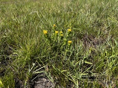 Lasiosiphon anthylloides