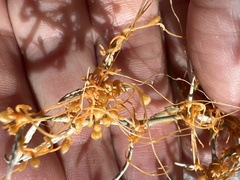 Cuscuta psorothamnensis