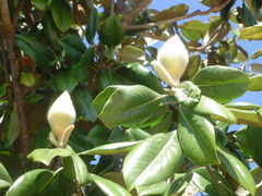 Magnolia grandiflora