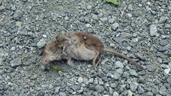 Sorex vagrans