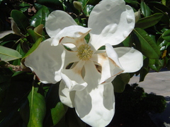 Magnolia grandiflora
