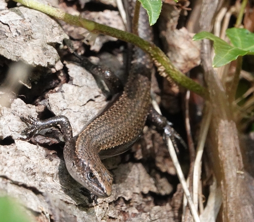 Southern Forest Cool-skink, Carinascincus coventryi