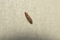 Cryptophlebia ombrodelta