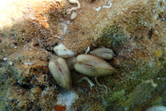 Calloarca tenella