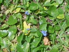 Commelina diffusa