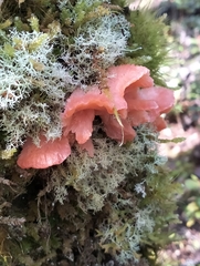 Aurantiporus pulcherrimus