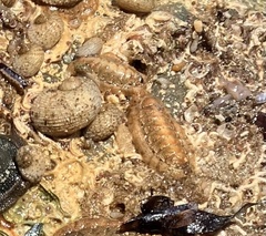 Ischnochiton cariosus