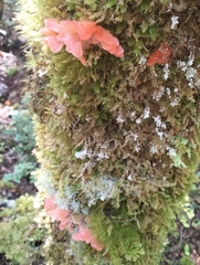 Aurantiporus pulcherrimus