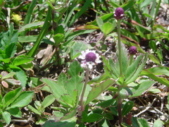 Phyla nodiflora