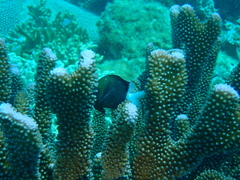 Pocillopora grandis
