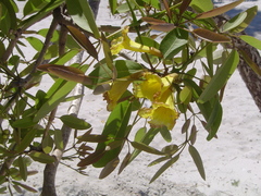 Tabebuia aurea