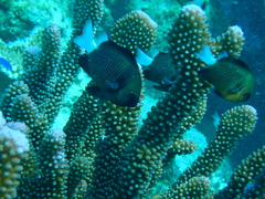Pocillopora grandis