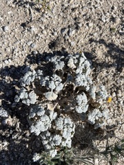 Psathyrotes ramosissima