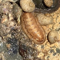 Ischnochiton cariosus