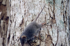 Antechinus